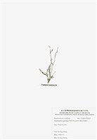 藏品(穗狀魚棲苔)的圖片